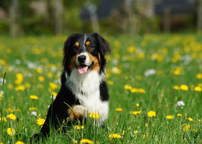 Ferienwohnung Nordeifel Ii * Montjoie